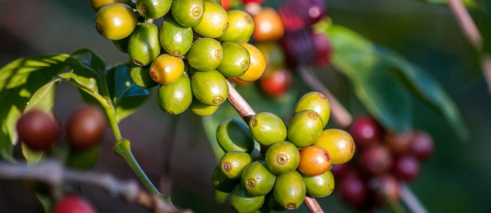 Närbild på en kaffeplanta med klasar med bönor som går i färgerna grönt och vinrött.
